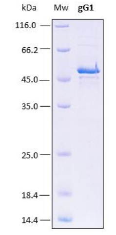 SDS-PAGE analysis (15%) of 7 μL of recombinant gG1. Purity is > 95% as determined by gel electrophoresis.